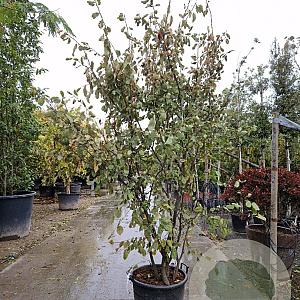 Amelanchier lamarckii 250-300 cm container meerstammig