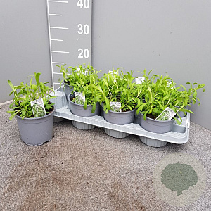 Artemisia dracunculus P14