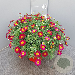 Argyranthemum frutescens GM C3