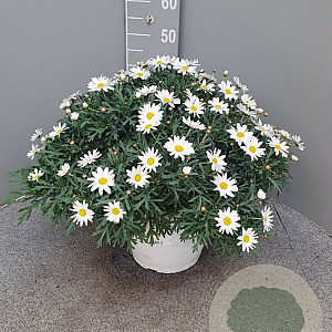 Argyranthemum frutescens GM Per 300 Zaden