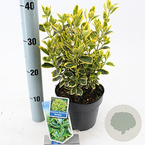 Euonymus jap. Marieke 20-25 cm 2,0L
