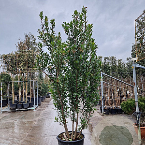 Arbutus unedo 250-300 cm cont. 90L meerstammig