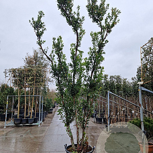 Arbutus unedo 350-400 cm cont. 130L meerstammig