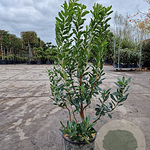 Arbutus unedo 80-90 cm 10L