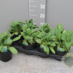 Borago officinalis P14