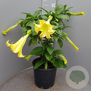 Brugmansia candida 100 cm 18L stam geel