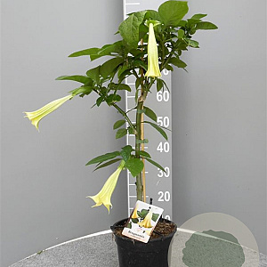 Brugmansia candida 90 cm 5,0L stam