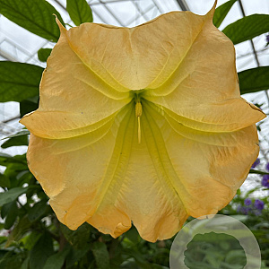 Brugmansia candida 90 cm 5,0L stam