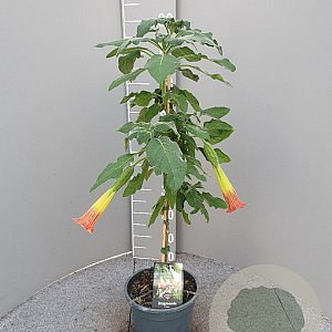 Brugmansia cordata 90 cm 5,0L stam