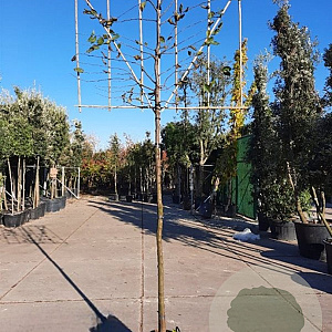 Carpinus betulus 200 cm stam container 16-18 leiboom