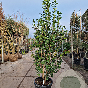 Camellia j. 'Snowball' 175-200 cm 35L