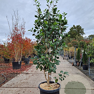 Camellia j. 'Snowball' 175-200 cm 45L