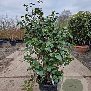 Camellia japonica 100-125 cm 30L