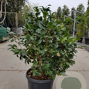 Camellia japonica 100-125 cm 35L extra
