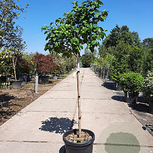 Camellia japonica 120 cm stam 35L kroon 50-60