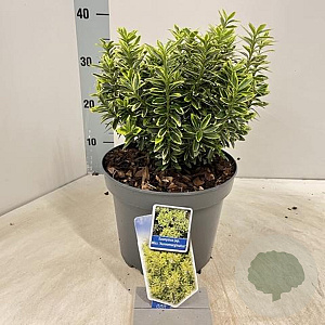 Euonymus jap. 'Microphyl. Aureovar' 35-40 cm 5,0L