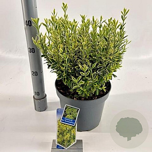 Euonymus jap. 'Microphyl. Aureovar' 35-40 cm 5,0L