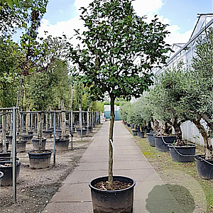 Camellia japonica 180 cm stam container 20-25