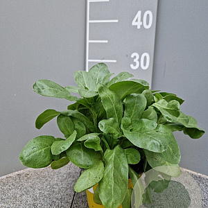 Calendula officinalis P14