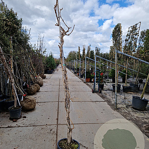 Campsis radicans 200-250 cm container meerstammig