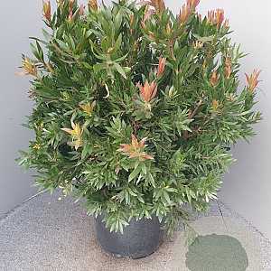 Callistemon 'Red Rocket' 80 cm stam 30L bol