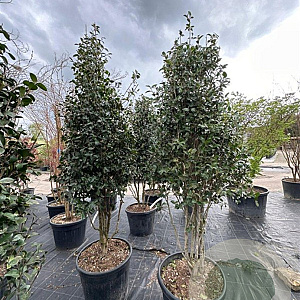 Camellia sasanqua 200-250 cm container meerstammig