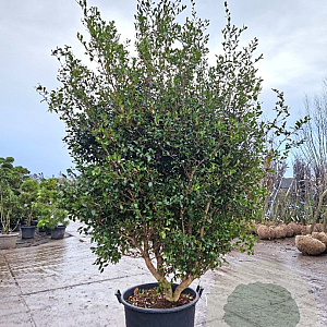 Camellia sasanqua 250-300 cm container meerstammig