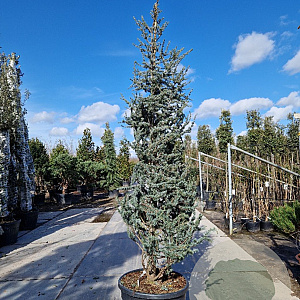 Cedrus atl. 'Glauca' 250-300 cm cont. 130L