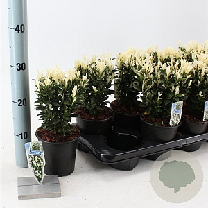 Euonymus jap. Paloma Blanca 15-20 cm P13