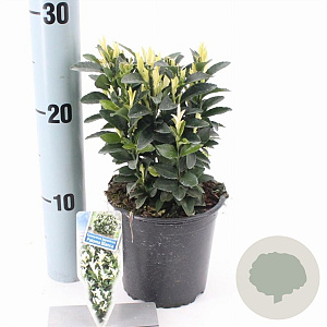 Euonymus jap. Paloma Blanca 15-20 cm P13