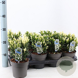 Euonymus jap. Paloma Blanca 15-20 cm P13