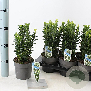 Euonymus jap. Paloma Blanca 15-20 cm P13