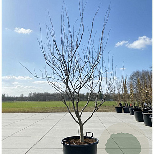 Cercis can. 'Forest Pansy' 175-200 cm container meerstammig