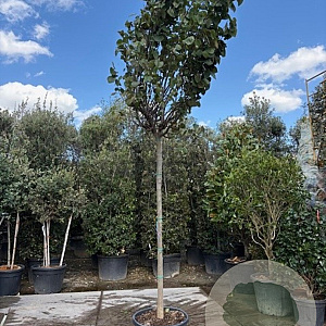 Cercis can. 'Forest Pansy' 190 cm stam container 16-18