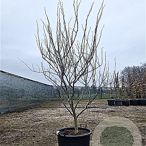 Cercis can. 'Forest Pansy' 200-250 cm container meerstammig