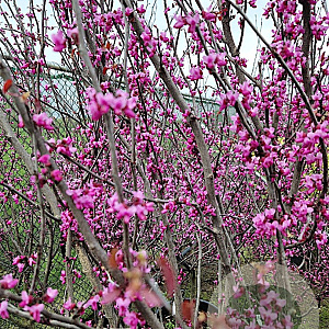 Cercis can. 'Forest Pansy' 200-250 cm container meerstammig
