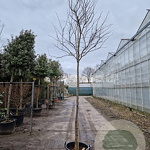 Cercis can. 'Forest Pansy' 200 cm stam container 10-12 lei 150x120