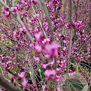 Cercis can. 'Forest Pansy' 200 cm stam container 6-8