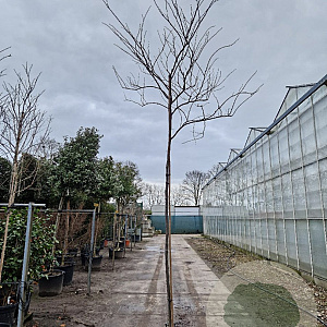 Cercis can. 'Forest Pansy' 220 cm stam container 10-12