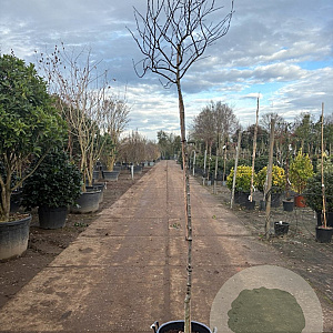 Cercis can. 'Forest Pansy' 240 cm stam container 8-10