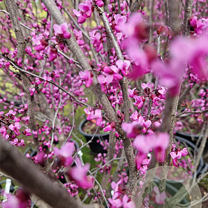 Cercis can. 'Forest Pansy' 300-350 cm container meerstammig