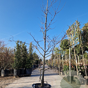 Cercis can. 'Forest Pansy' 300-350 cm container meerstammig