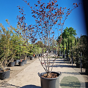 Cercis can. Red Force 200-250 cm container meerstammig extra