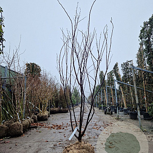 Cercis can. Red Force 200-250 cm draadkluit meerstammig
