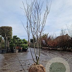 Cercis can. Red Force 200-250 cm draadkluit meerstammig