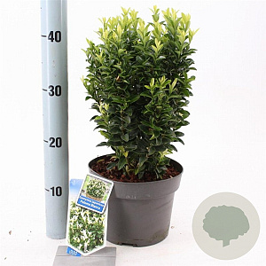 Euonymus jap. Paloma Blanca 25-30 cm 3,0L