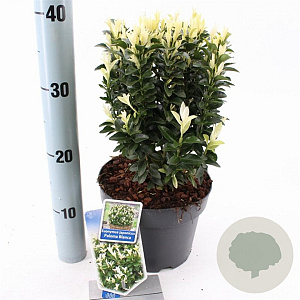Euonymus jap. Paloma Blanca 25-30 cm 3,0L