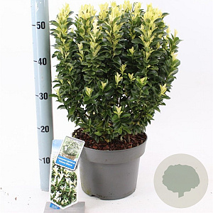 Euonymus jap. Paloma Blanca 30-40 cm 5,0L