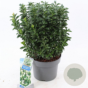 Euonymus jap. Paloma Blanca 30-40 cm 5,0L