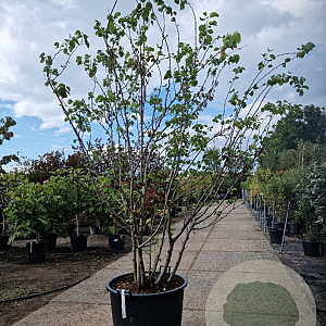 Cercis siliquastrum 200-250 cm container meerstammig extra